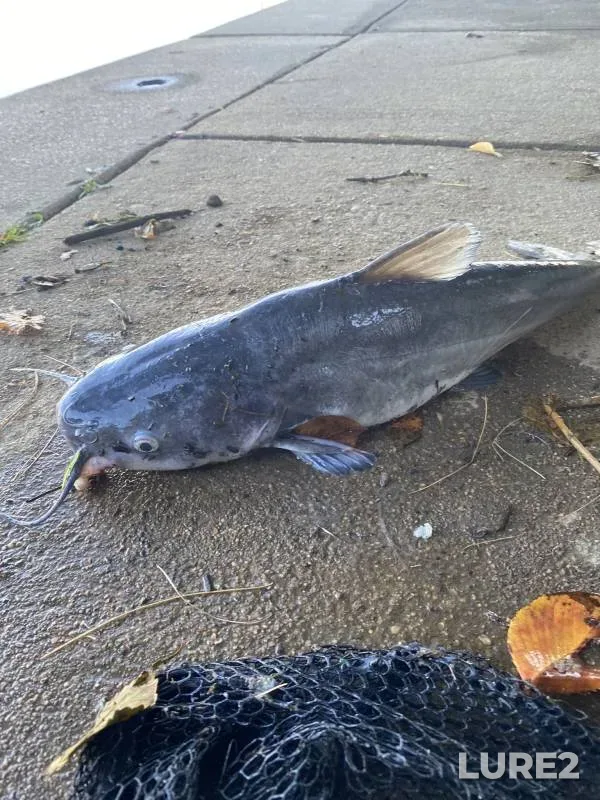 Blue catfish — Potomac River, Nov 02, 2017