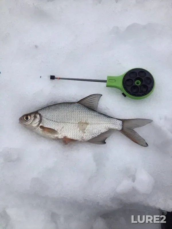 Roach, White bream — Klyazma, Jan 14, 2015