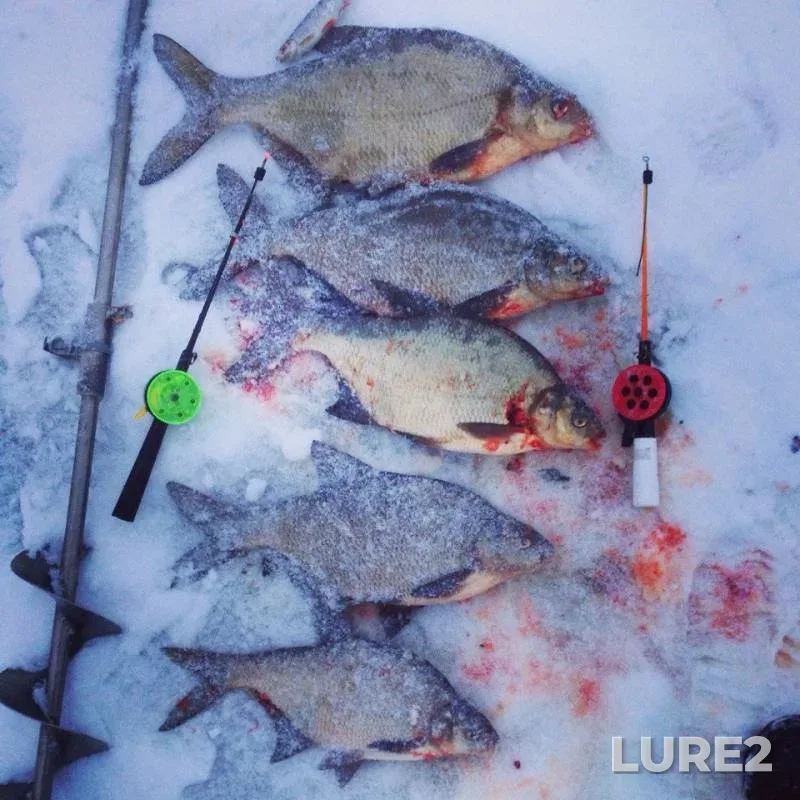 Bream — Ulovnoye, Jan 10, 2015