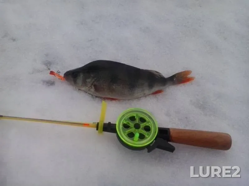 Perch — Stav, Dec 21, 2014
