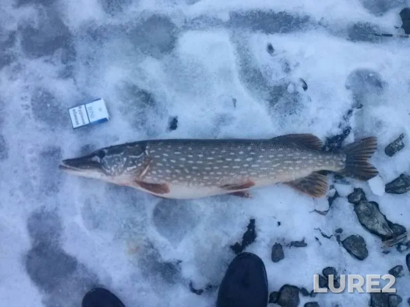 Pike — Irsha, Dec 23, 2014