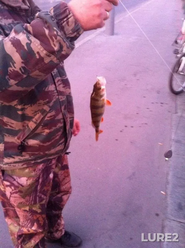 Perch — Moskva, Dec 28, 2014