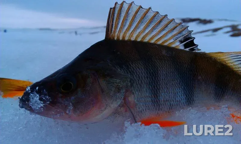 Perch — Yushatyrskoye, Apr 07, 2015