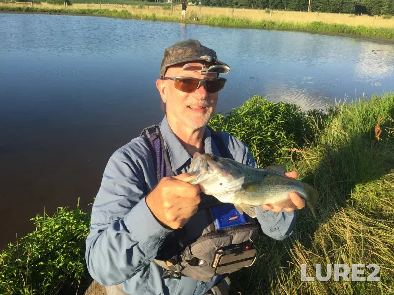 Largemouth bass — Pennsylvania, Dauphin County, Nov 11, 2017