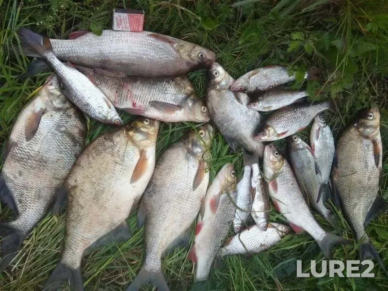 Bream, Ide — Sukhona, Jul 04, 2019
