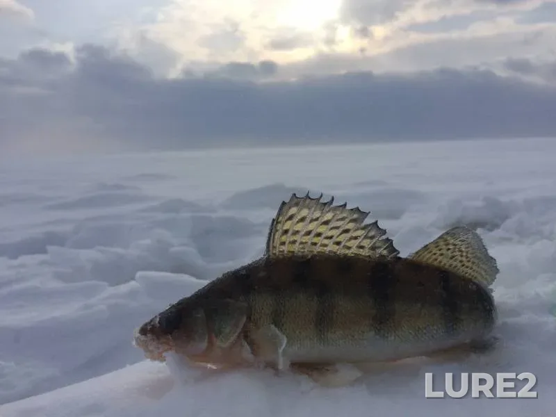 Perch — Respublika Tatarstan, Jan 21, 2016
