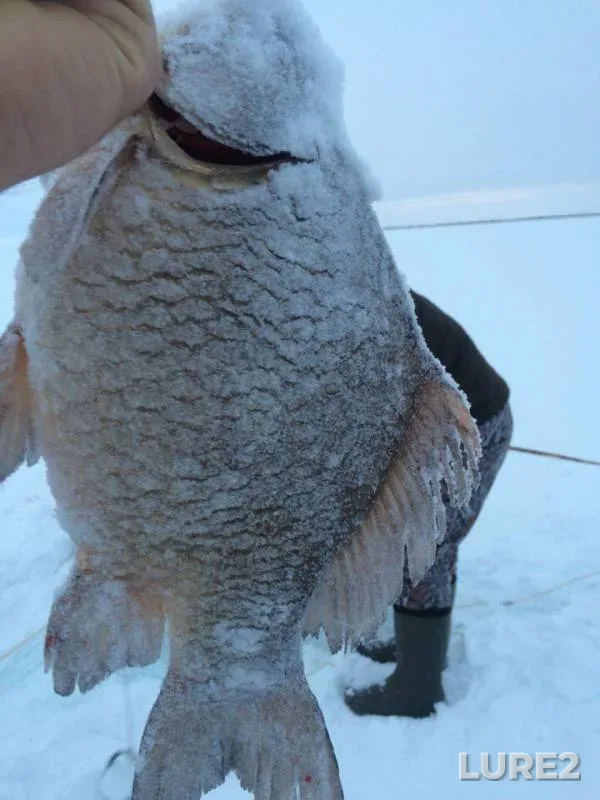 Crucian carp, Pike — Yendra, Jan 10, 2016
