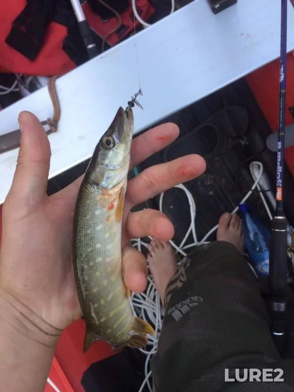 Perch, Pike — Kuybyshevskoye, Jun 06, 2019
