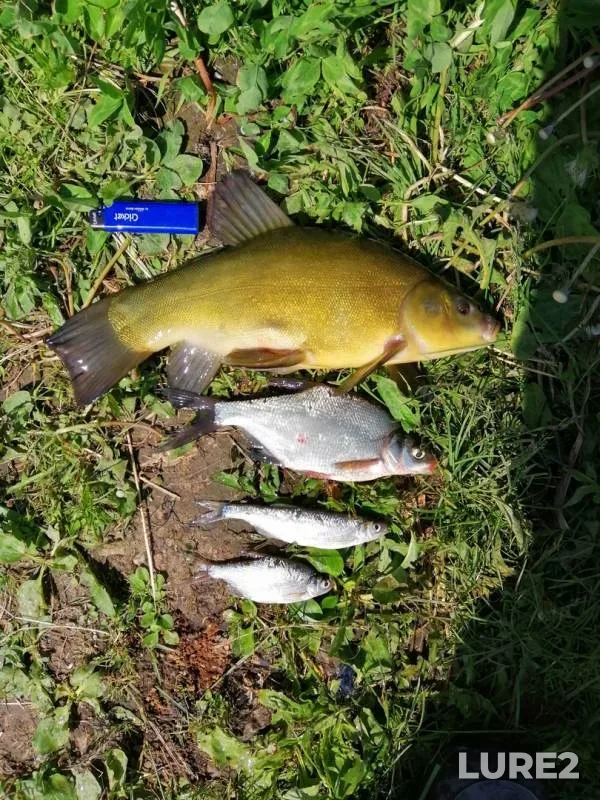 Tench, White bream — Nolka, Jun 04, 2019