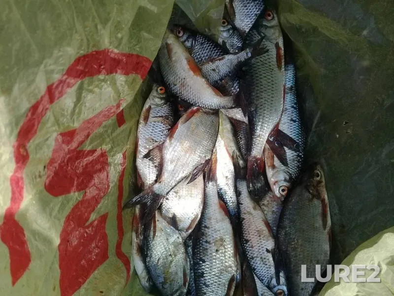 Roach, White bream — Kuybyshevskoye, Jun 02, 2019