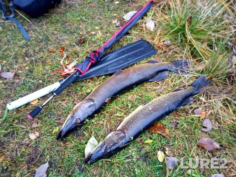 Pike — Borovik, Oct 13, 2019