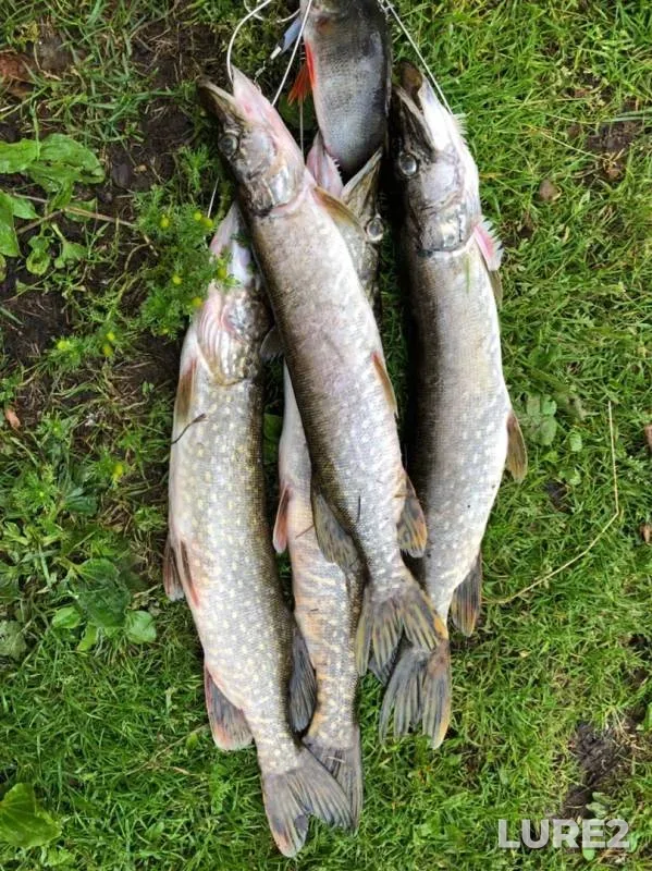 Perch, Pike — Rybinskoye, Sep 11, 2019