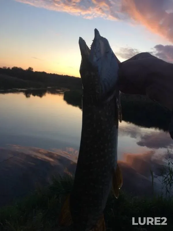 Pike — Voronezh, Sep 05, 2019