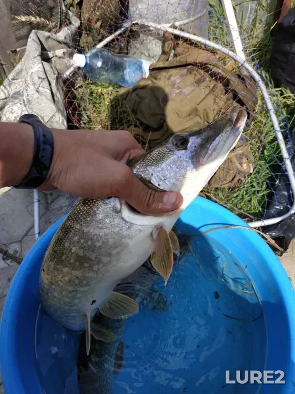 Pike — Chulym, Jul 30, 2019