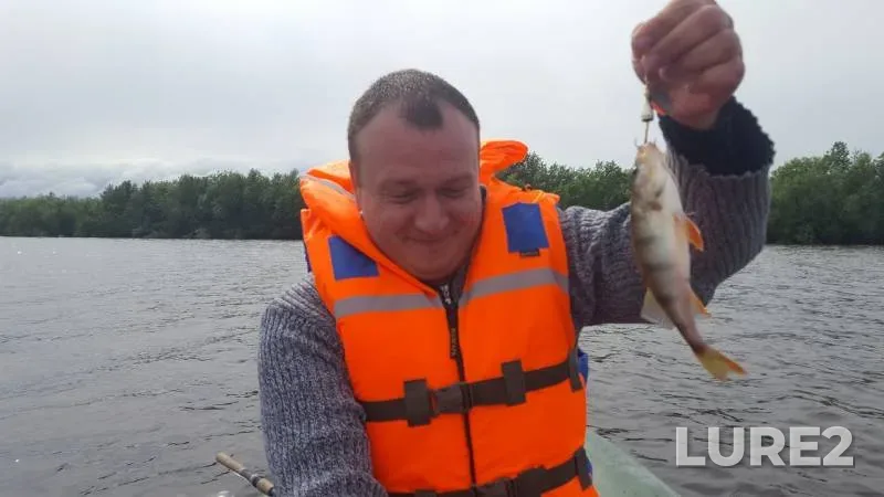 Perch — Severnaya Dvina, Jul 13, 2019