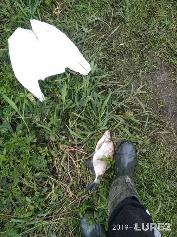 Bream — Lakhtinskiy Razliv, Jul 14, 2019