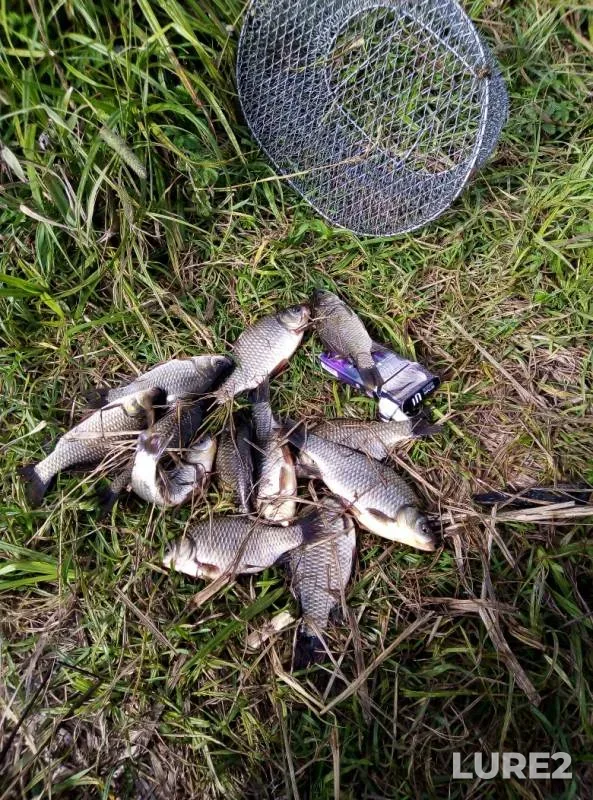 Crucian carp — Nolka, Jul 24, 2019