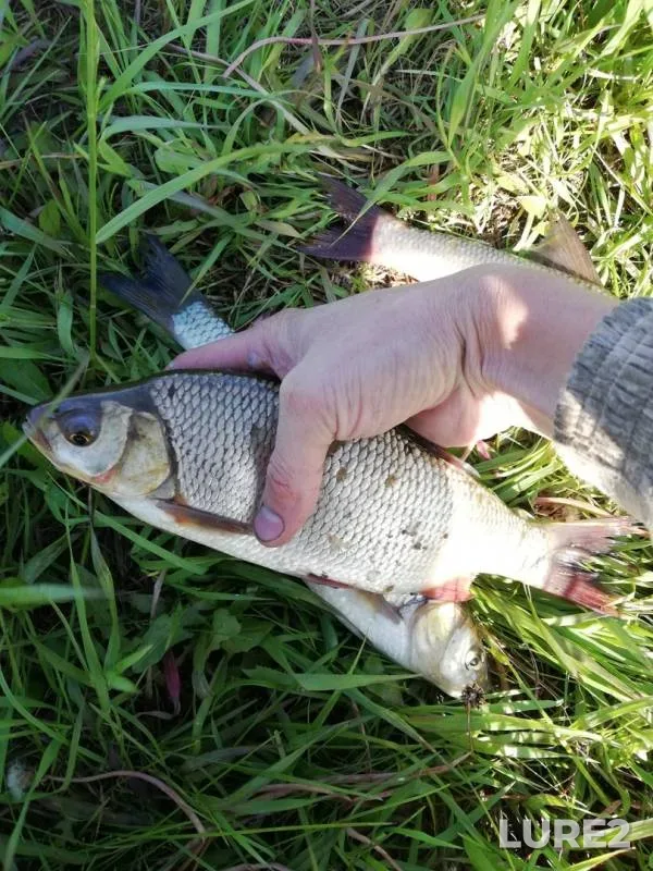 Ide, Roach — Kirovskaya oblast, Jun 08, 2019