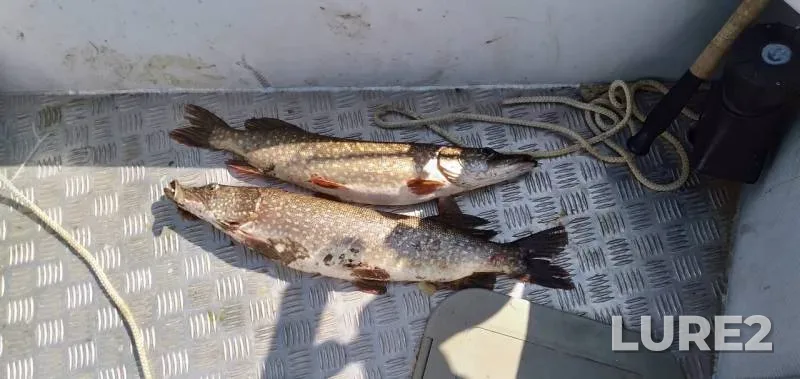 Pike — Kuybyshevskoye, Jun 08, 2019
