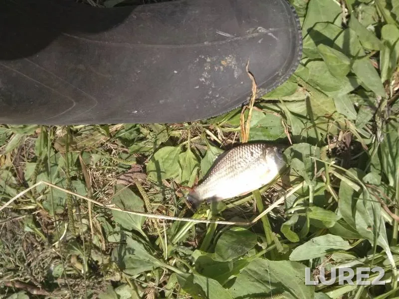 Crucian carp — Monaga, Jul 06, 2019
