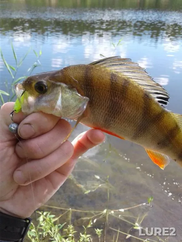 Perch — Peschanyy karyer (ozero Peschanka), Jul 01, 2019