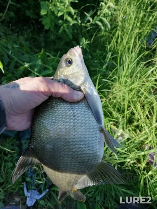 Bream, Roach — Nolka, Jun 25, 2019