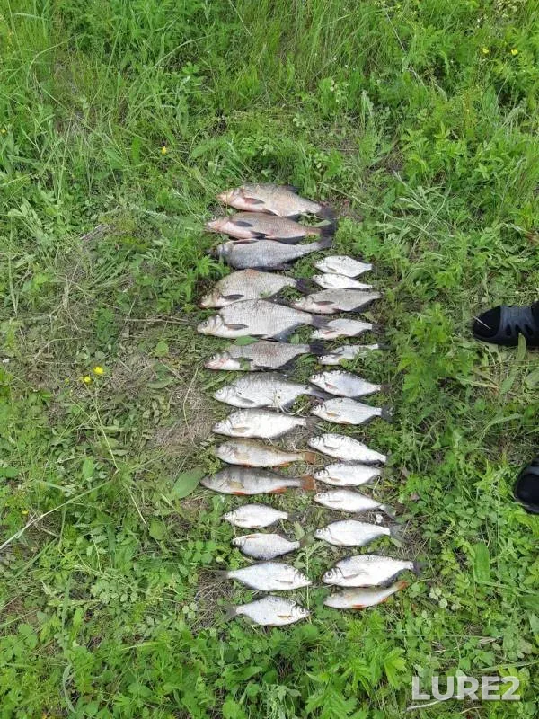 Bream, Perch — Vetluga, Jun 17, 2019