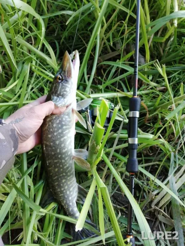 Perch, Pike — Malaya Kokshaga, Jun 14, 2019