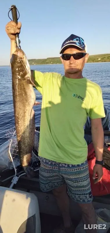 Wels catfish — Bolshaya Kokshaga, Jun 09, 2019