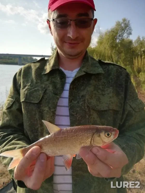 Chub — Vetluga, Sep 07, 2019