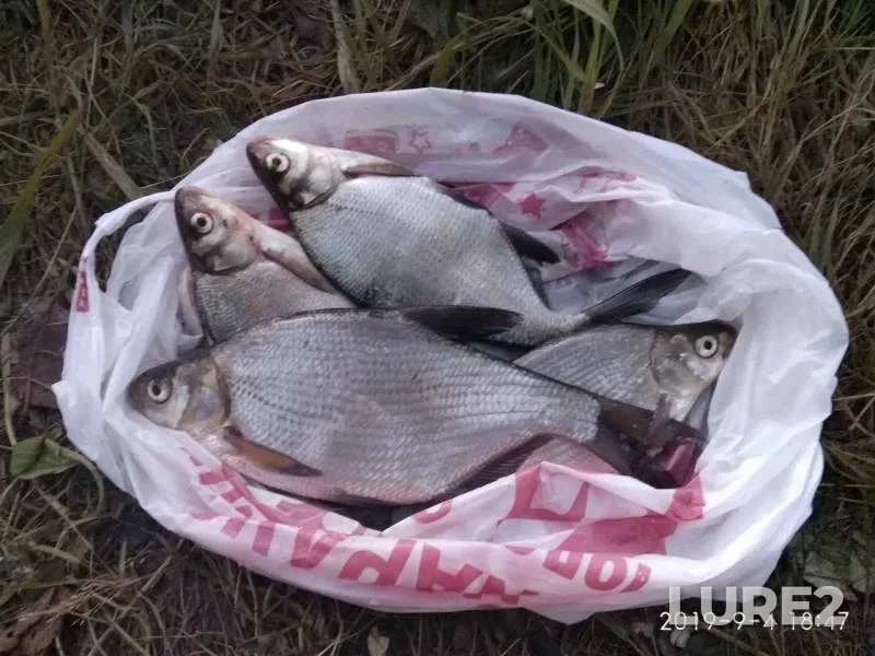 Bream — Malaya Kokshaga, Sep 04, 2019