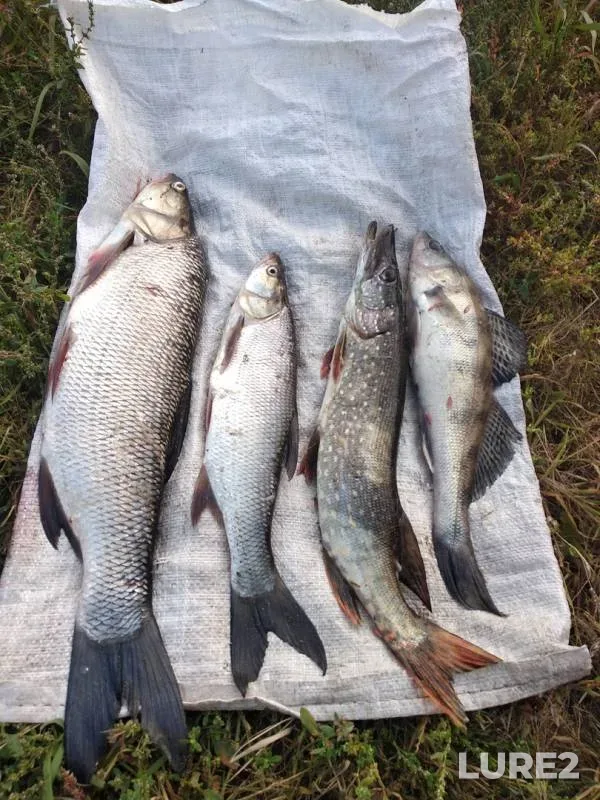 Asp, Pike — Ogibnoye, Sep 01, 2019