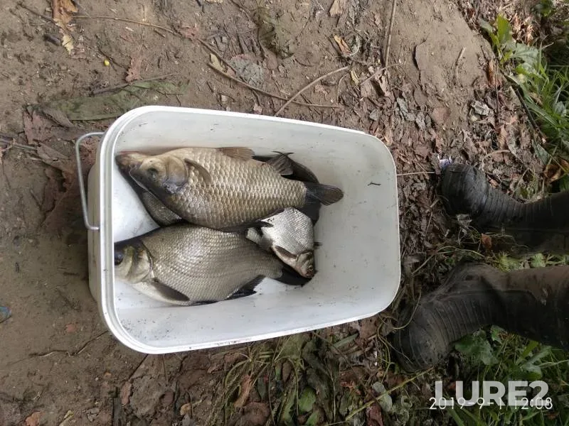 Bream, Crucian carp — Malaya Kokshaga, Sep 01, 2019