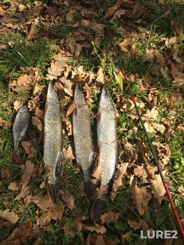 Perch, Pike — Nolka, Aug 27, 2019