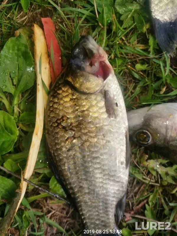 Crucian carp — Monaga, Aug 25, 2019