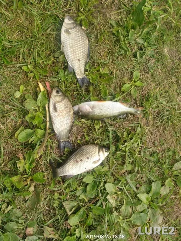 Crucian carp, Perch — Monaga, Aug 25, 2019