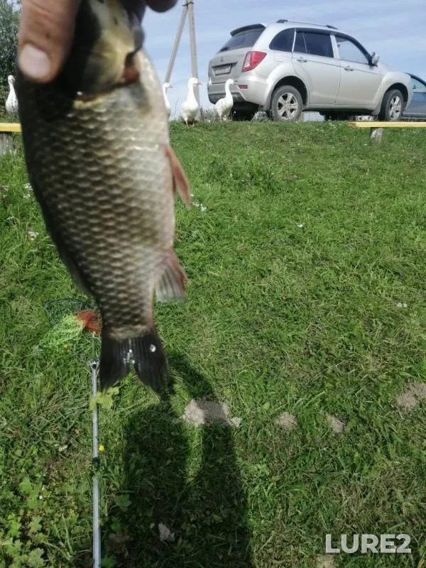 Crucian carp — Nuzh, Aug 24, 2019