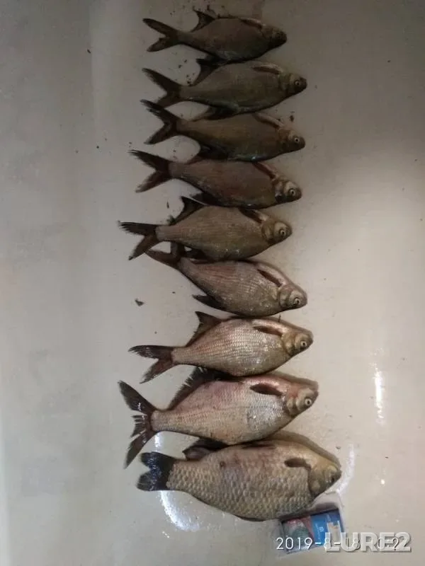 Bream, Crucian carp — Malaya Kokshaga, Aug 19, 2019