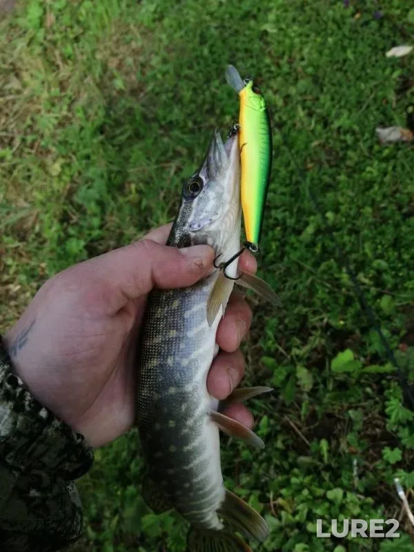 Perch, Pike — Sharanga, Aug 12, 2019