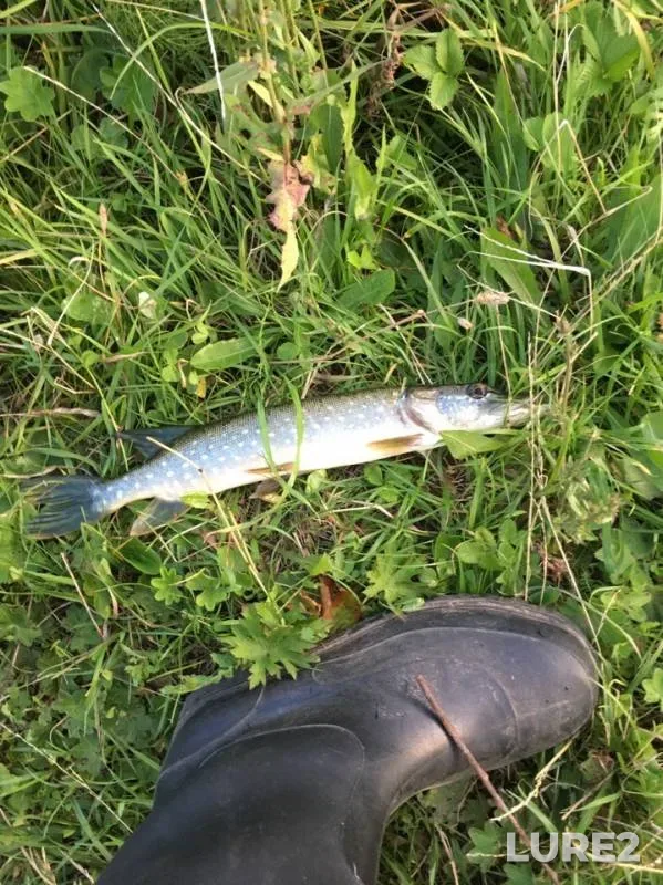 Pike — Malaya Kokshaga, Aug 07, 2019
