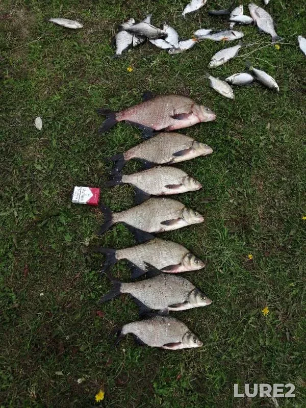 Bream — Vetluga, Aug 04, 2019