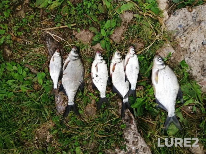 Bream, Roach — Nolka, Jul 29, 2019