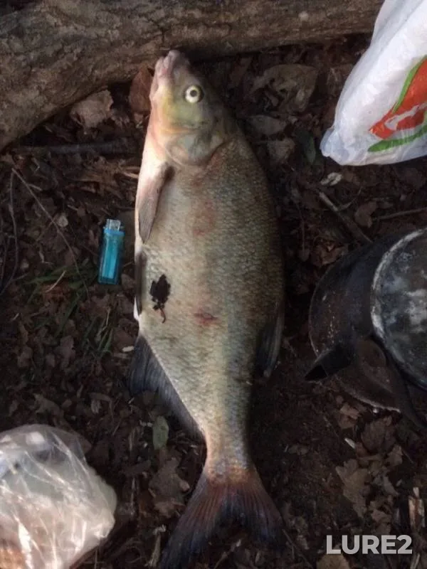 Bream — Vetluga, Jul 25, 2019