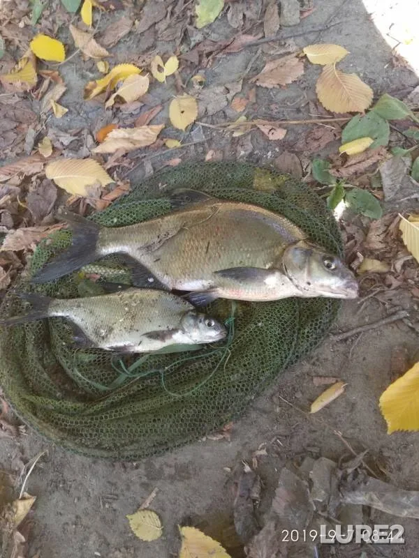 Bream — Malaya Kokshaga, Sep 07, 2019