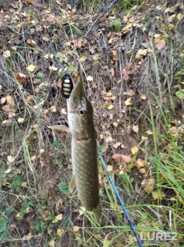 Perch, Pike — Yaran, Sep 14, 2019