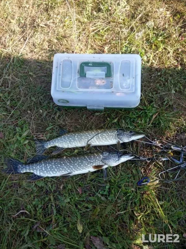 Pike — Mariy El, Sep 16, 2019