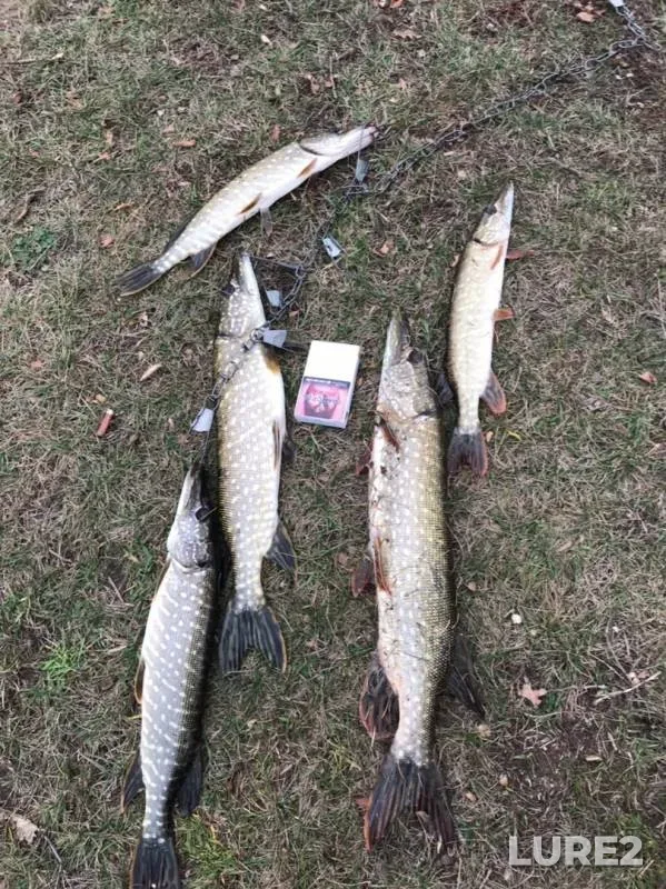 Pike — Bolshaya Kokshaga, Oct 28, 2019