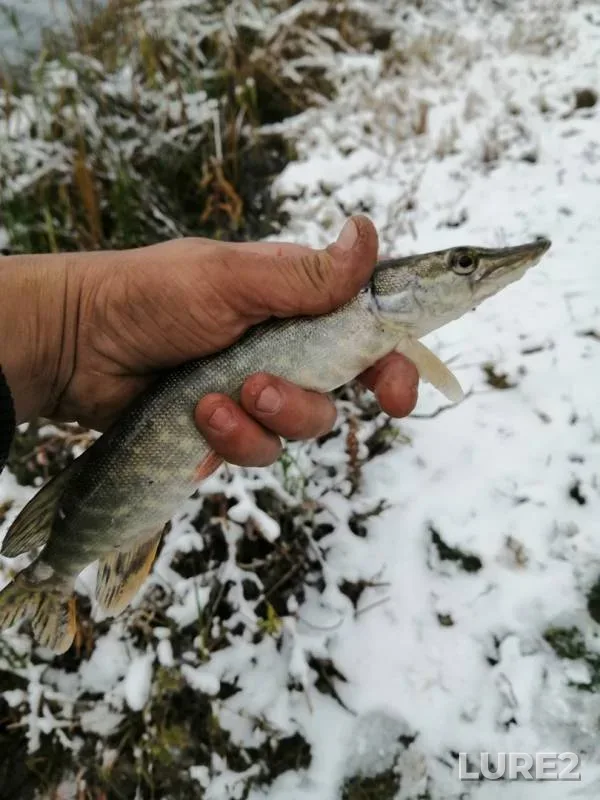 Pike — Nolka, Nov 01, 2019