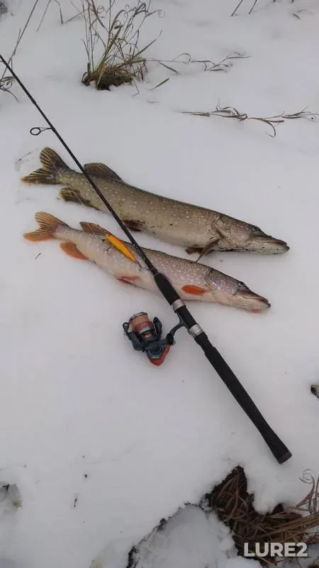 Pike — Nemda, Nov 04, 2019