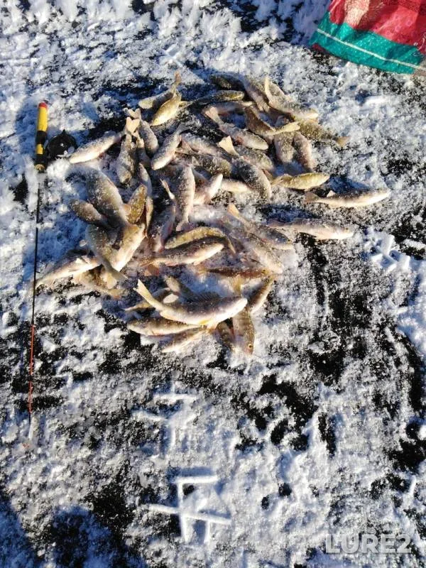 Perch — Nemda, Nov 21, 2019